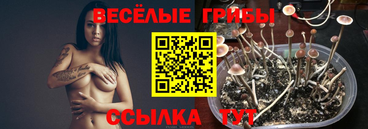 Изобильный  цена   Вход с VPN  Псилоцибиновые грибы прущие грибы 